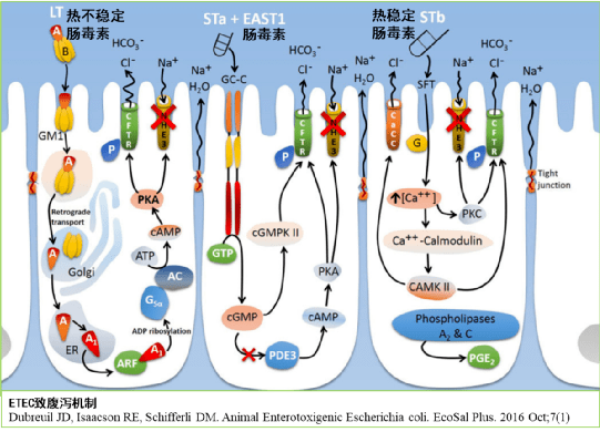 6737e7d17e42a.png 腹瀉1.png